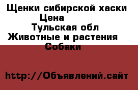 Щенки сибирской хаски  › Цена ­ 20 000 - Тульская обл. Животные и растения » Собаки   